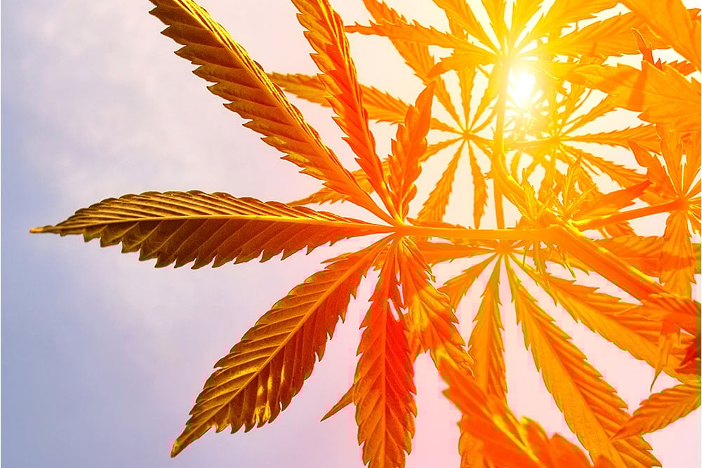 cannabis-bussiness